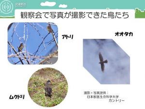 生物観察会　むさしの鳥・蝶（ちょう・ちょう）しらべ