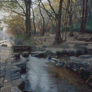 みんなの環境セミナー「黒川清流公園の夏を探そう！」