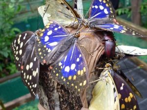 Yatozawa Disposal Site Visit to National Butterfly Omurasaki