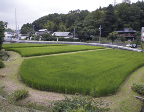 さといも観察会