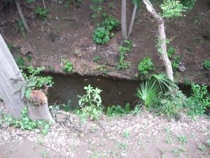 むさしの発見隊 玉川上水を歩く