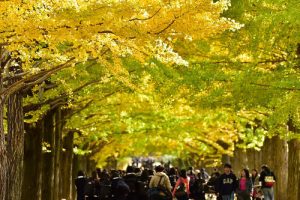 黄葉紅葉まつり・秋の夜散歩