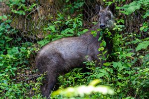 御岳山でまるまるアニマルツアー