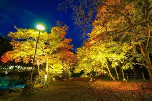 御岳渓谷紅葉のライトアップ