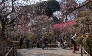 2020京王百草園「梅まつり」