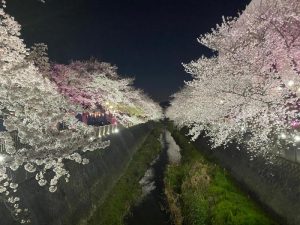 第11回 三沢川 桜・梨の花まつり 桜ライトアップ