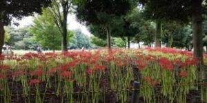 I'll look for the life in the Kitayama park!