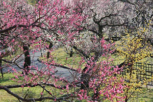 神代植物公園「梅まつり」