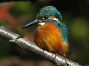 「野川」冬の野鳥観察会