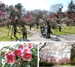 【神代植物公園】春の催し　～さくらまつり～