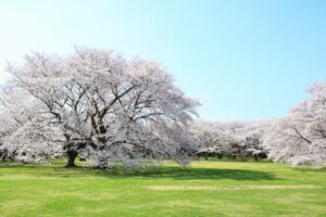 Flower Festival 2024