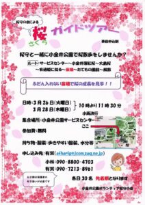 Cherry Blossom Guide Tour by Koganei Park Cherry Blossom Guardian