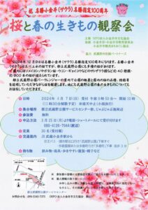 祝 名勝小金井（サクラ）名勝指定100周年「桜と春の生きもの観察会」
