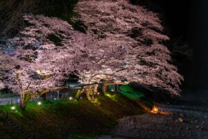 Kamanofuchi Park Cherry Blossom Illumination