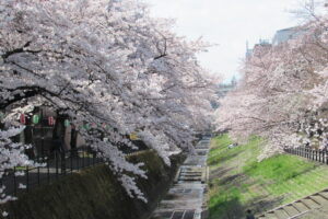 Tama Center Cherry Blossom Festival