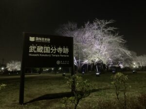 史跡武蔵国分寺跡　桜のライトアップ2024