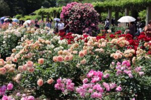 神代植物公園「春のバラフェスタ」～世界の名花が織りなすハーモニー～画像