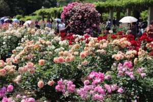 神代植物公園「春のバラフェスタ」～世界の名花が織りなすハーモニー～