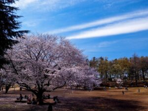 Let's go to see the double cherry blossoms from Tsukushino to Tsukimino.