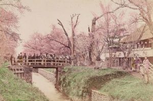 笑顔広がる！小金井桜フェス