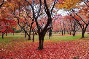 神代植物公園「紅葉ウィ－ク」