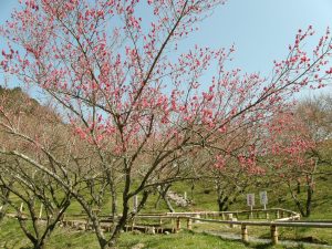 第４６回高尾梅郷梅まつり