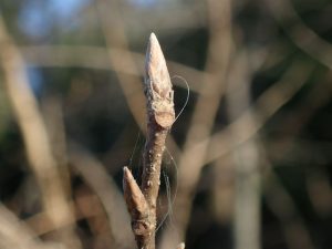 自然観察会（春を待つ雑木林と冬芽を観察しよう）