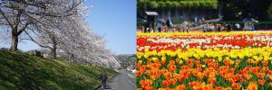 はむら花と水のまつり2025