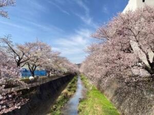 第15回　三沢川 桜・梨の花まつり