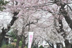桜まつりぶら～りウォーキング