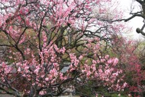 神代植物公園「梅まつり」