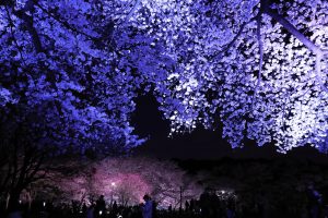 史跡武蔵国分寺跡　桜のライトアップ２０２５