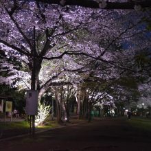 桜・ライトアップinこだいら2025