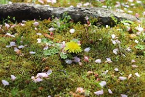 山のふるさと村春まつり