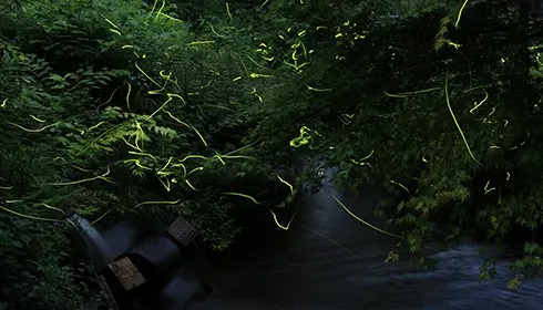 Firefly Nights (Hotaru no Yube)