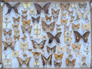 Summer Insect Exhibition: Insects as 