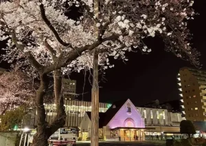 くにたち桜ライトアップ２０２６画像