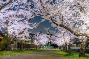 第49回多摩湖町桜まつり画像