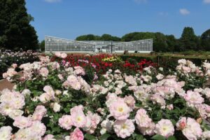 神代植物公園「春のバラフェスタ」画像