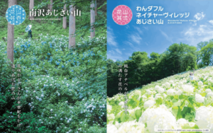 秋川渓谷あじさいまつり2026画像