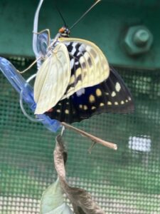 オオムラサキケージの一般公開画像